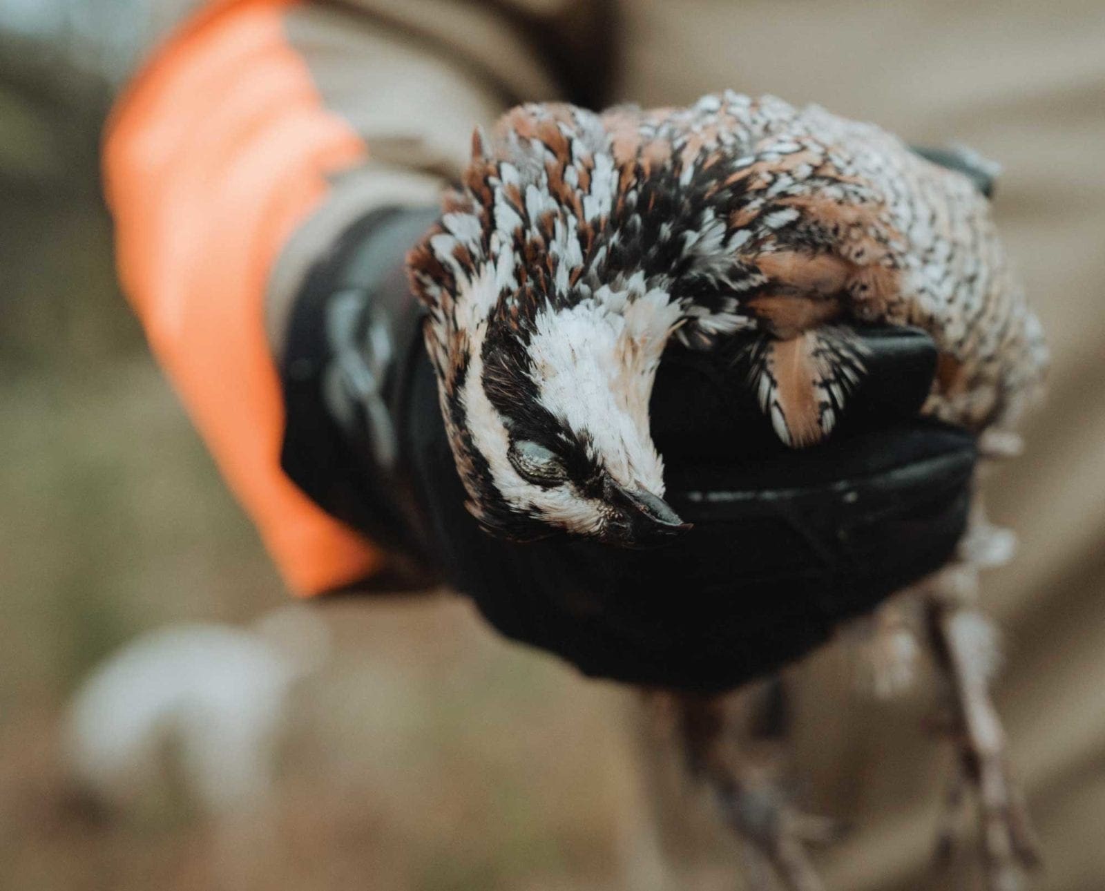 A bird hunter holding a bobwhite quail.