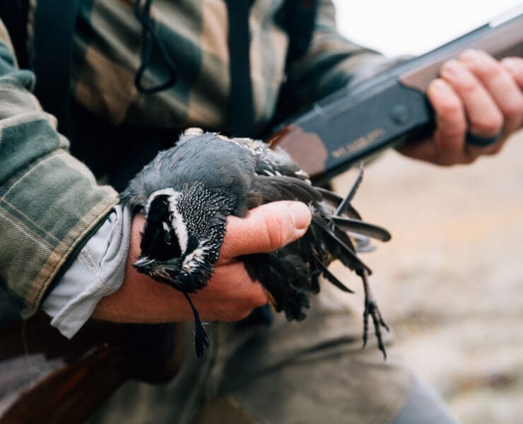 A hunter holds a valley quail or California quail.