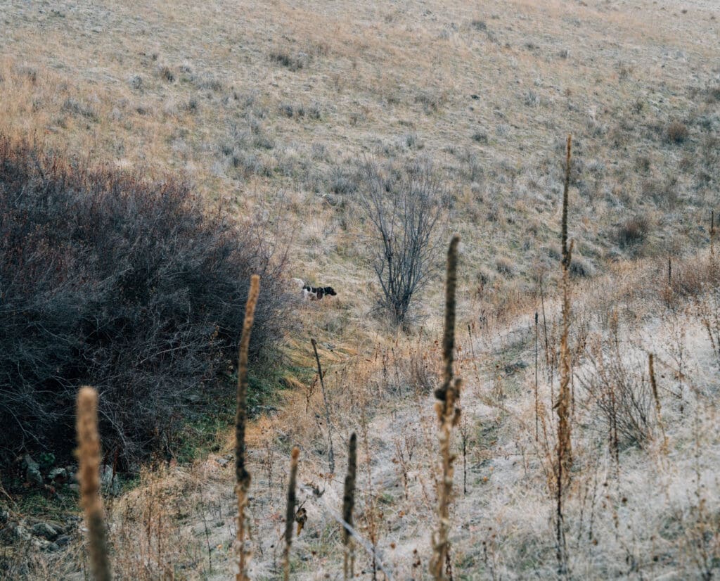 A hunting dog pointing valley quail on public lands. 