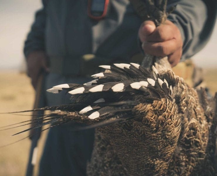 A fourth generation sage grouse hunter shows a bird during the bird hunting video.