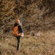 A hunter walks up on a dog pointing bobwhite quail