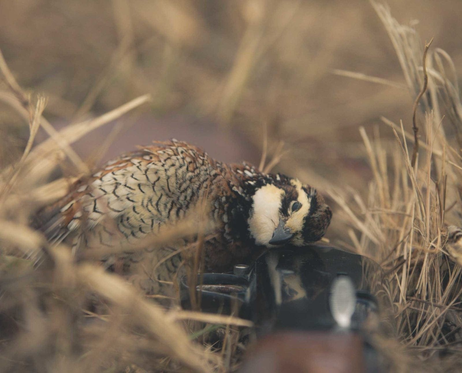 A bobwhite quail taken on public lands.