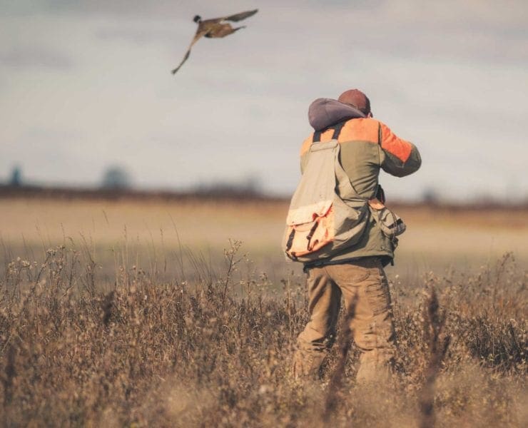 A bird hunter shoots at a veteran pheasant late in the bird season.