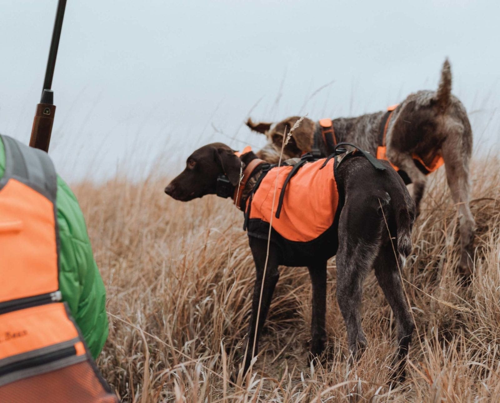 A hunter in the field with someone else's bird dogs on a hunt.