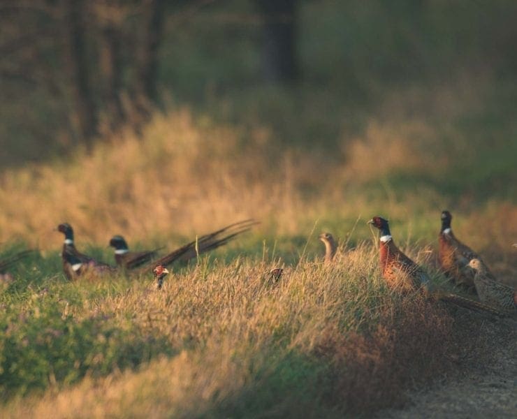 A group of male pheasant roosters in a field.