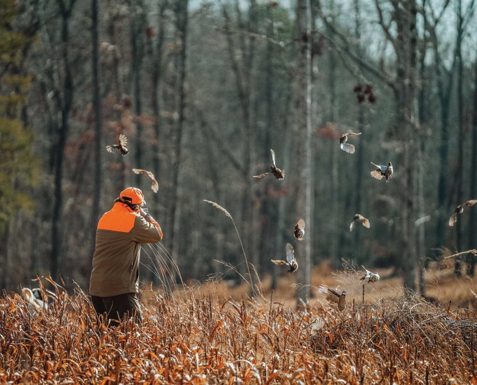 A Bobwhite Quail hunting shoots at a covey of quail.