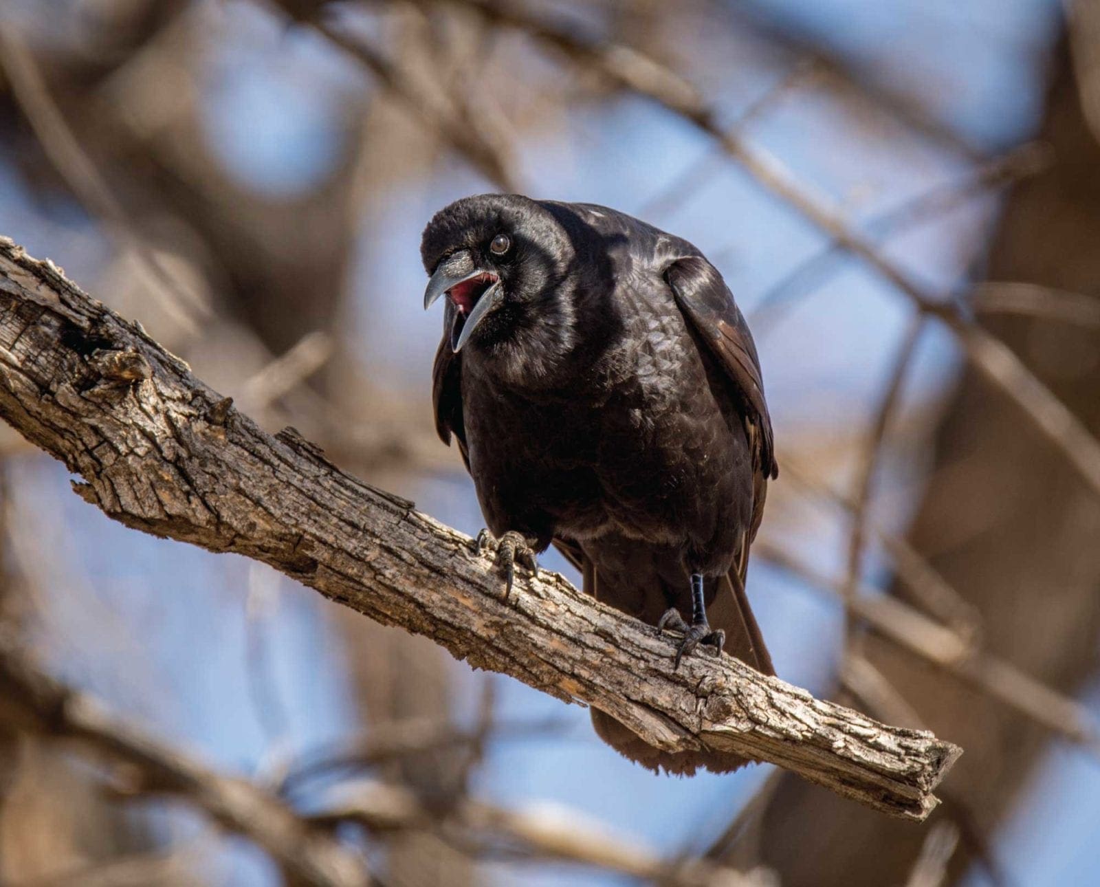 An American crow sitting on a branch.