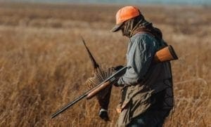 A pheasant hunter using a pump shotgun.