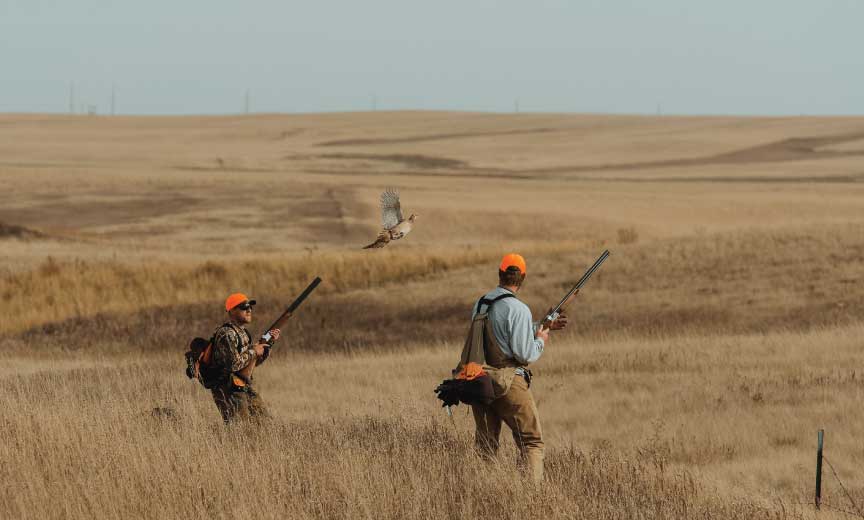 Two people pheasant hunting with over and under shotguns