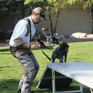 Introducing a Dog to an E Collar A Guide to Collar Conditioning