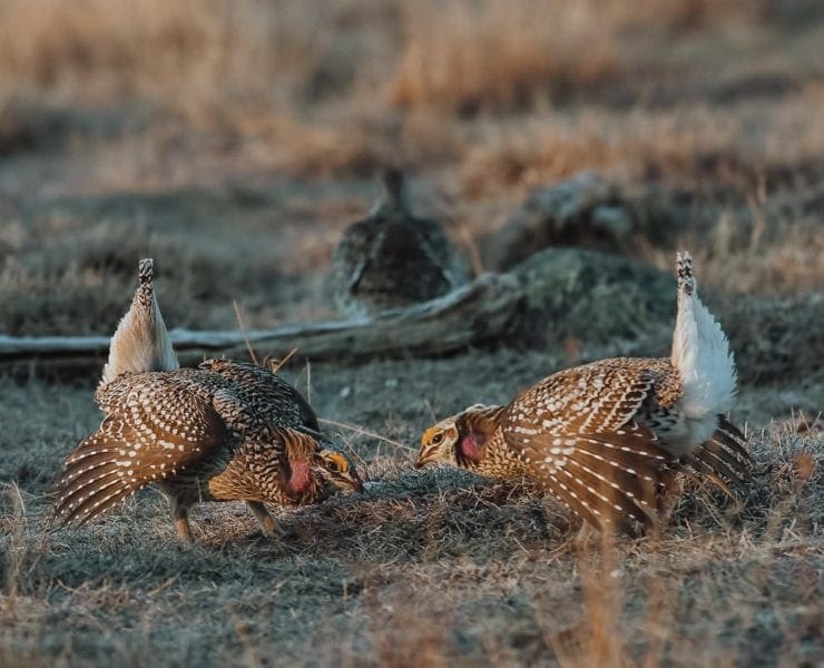 A sharp-tailed grouse dances on a lek in the Spring.