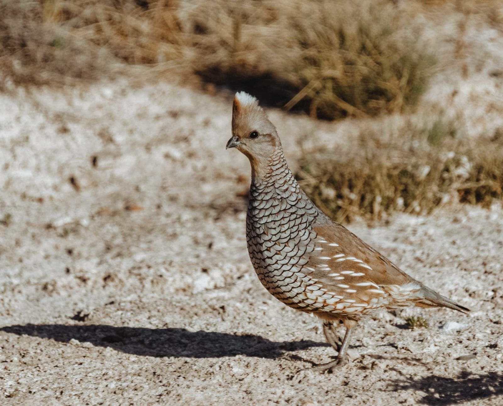 A scaled quail walking in their native habitat.
