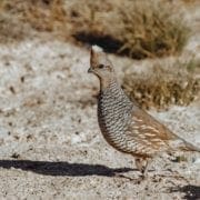 A scaled quail walking in their native habitat.