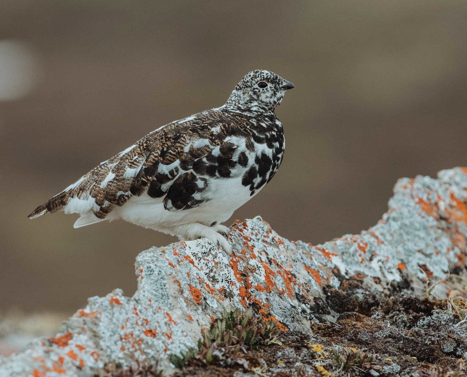 A White-tailed Ptarmigan sits on a rock and blends in with its surroundings.
