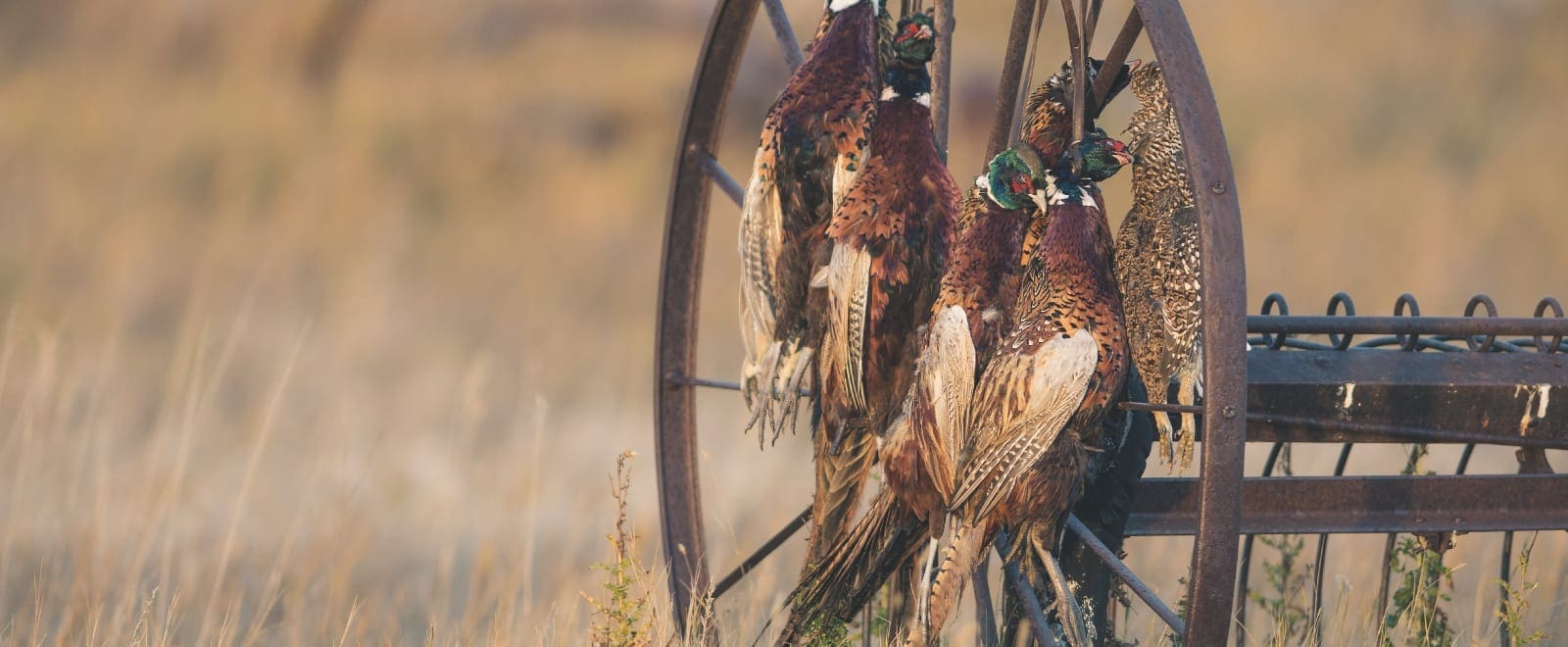 National Upland bird hunting survey