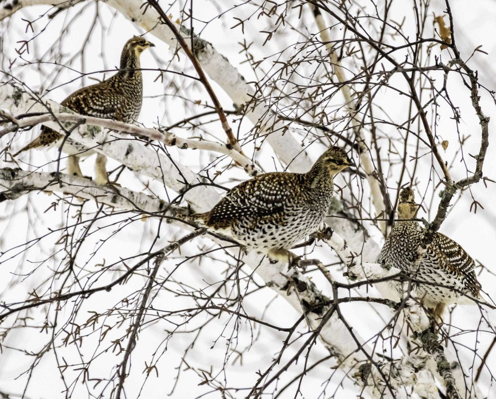A group of sharp-tailed grouse feed in a tree during cold weather.