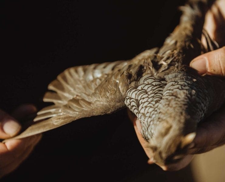 A hunter holds up a Scaled quail while hunting.