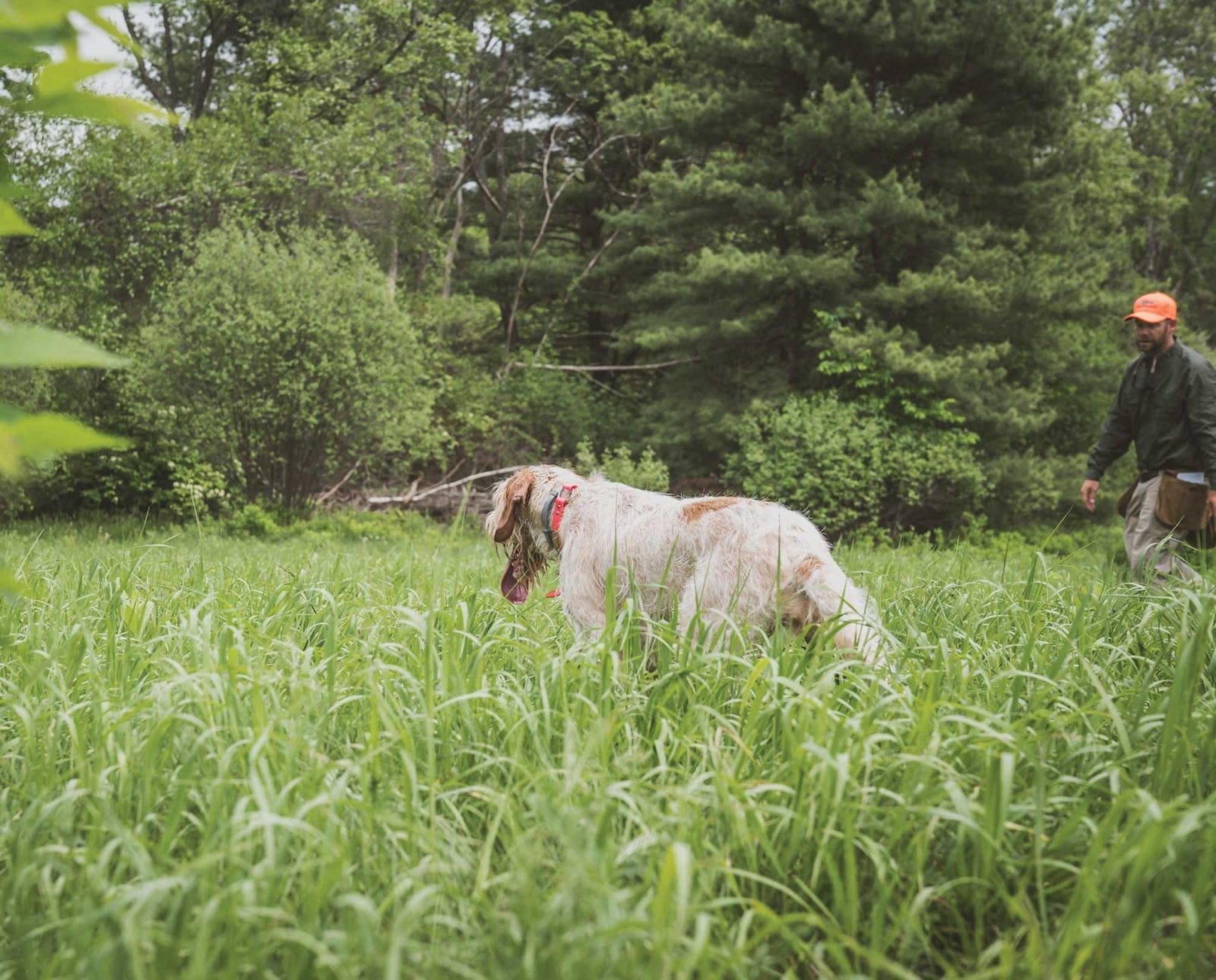 A spinone bird dog experiencing training pressure.