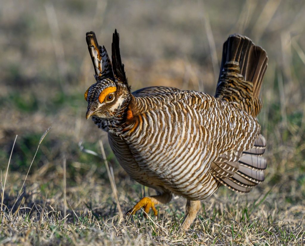 A male lesser prairie chicken strutting as photographed by Seth Owens.