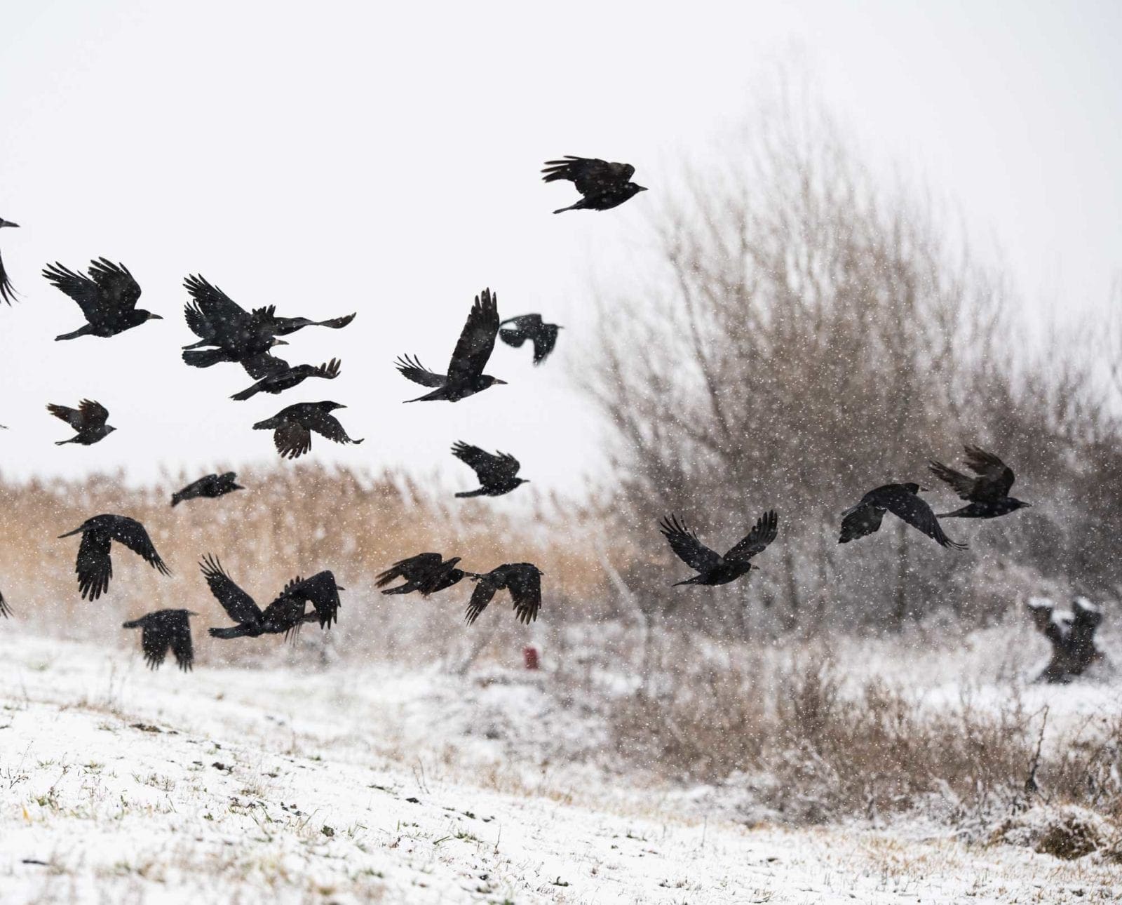 a murder of crows fly's across a field.