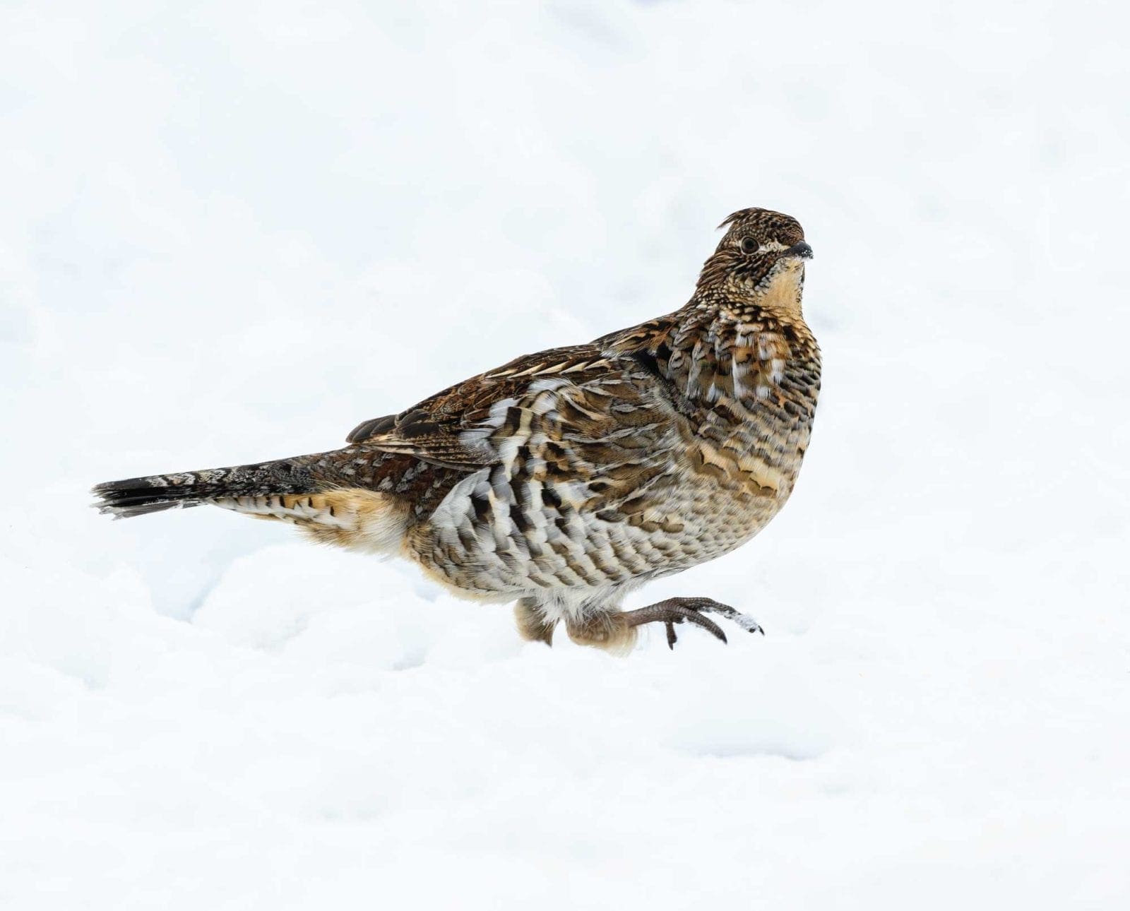 A ruffed grouse walking through snow leaving tracks