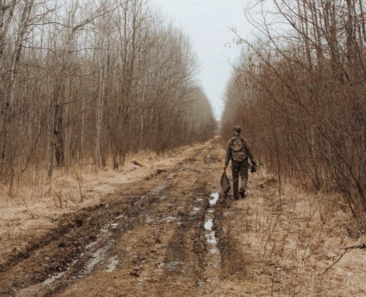A hunter looking for wild turkey in traditional ruffed grouse habitat.