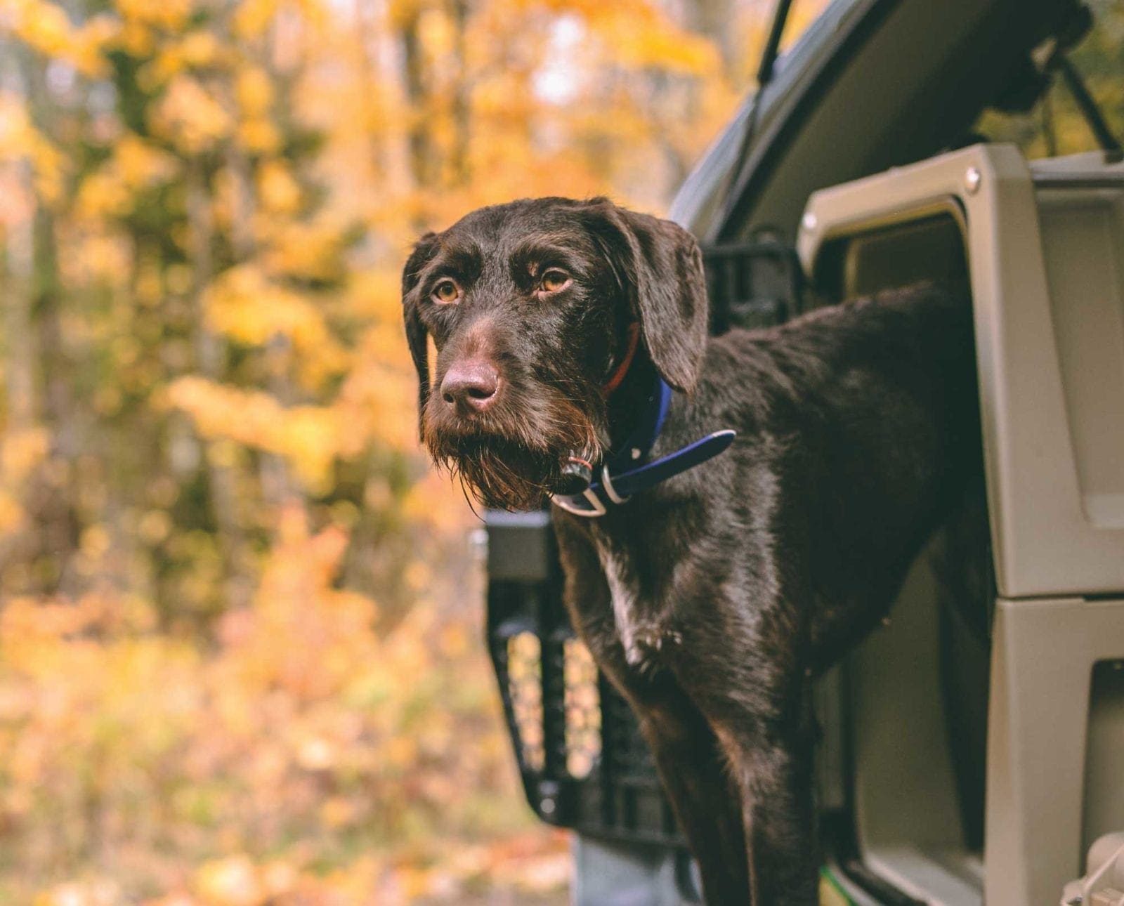 A Gunner Kennels G1 dog crate during a grouse hunt in Minnesota.