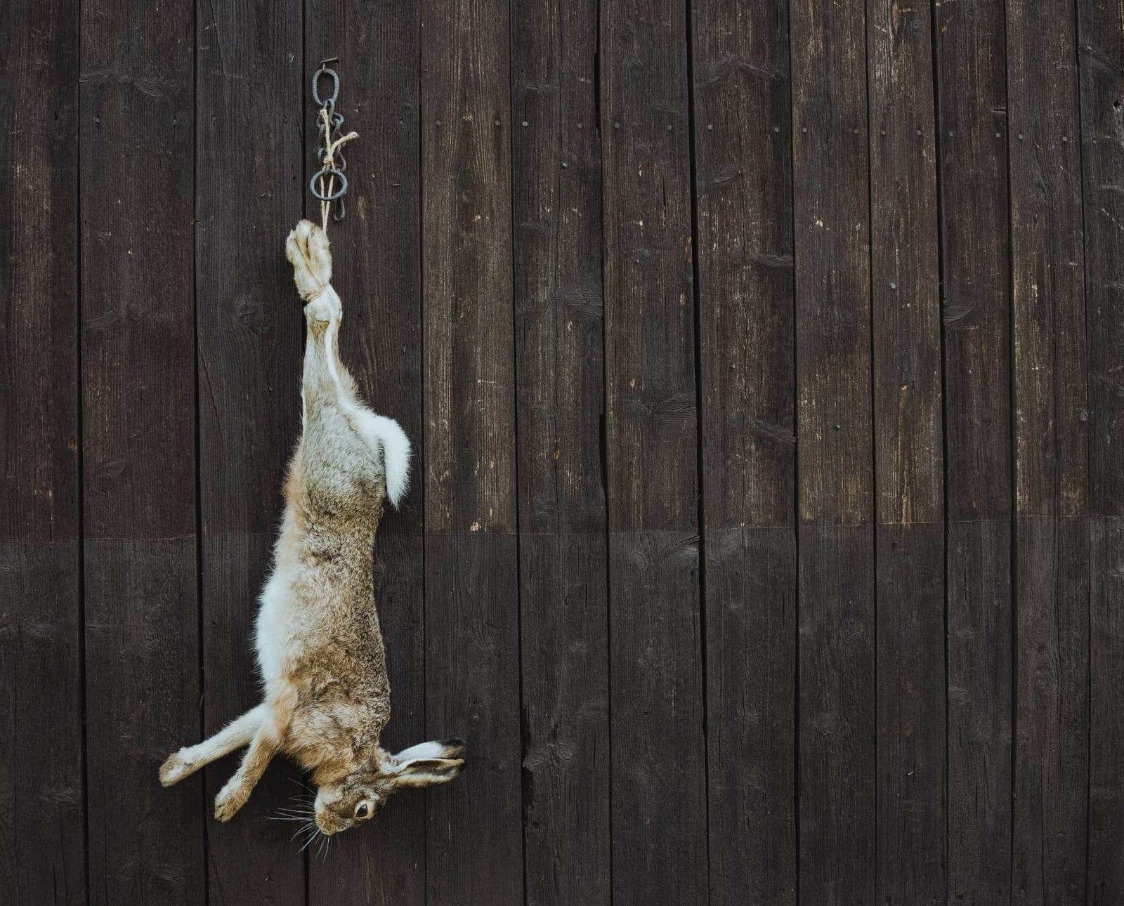 A rabbit hanging after a hunt for dinner.