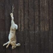A rabbit hanging after a hunt for dinner.
