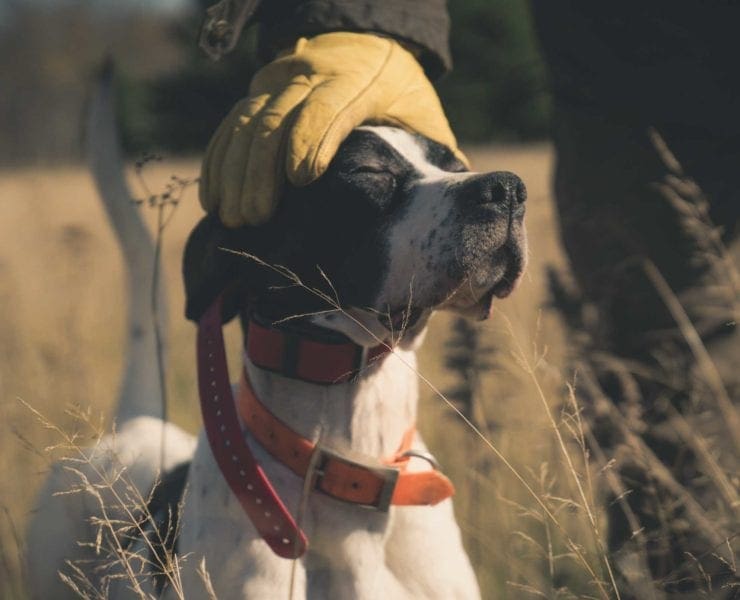 A gun dog trainer working with an English pointer.