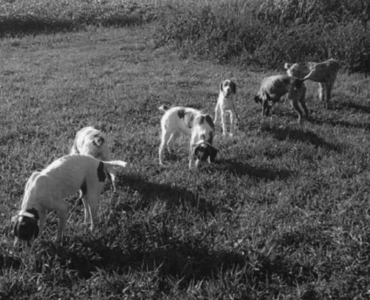 A line of bird dogs being trained at PSR kennels