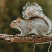 An Eastern gray squirrel runs along a tree limb.