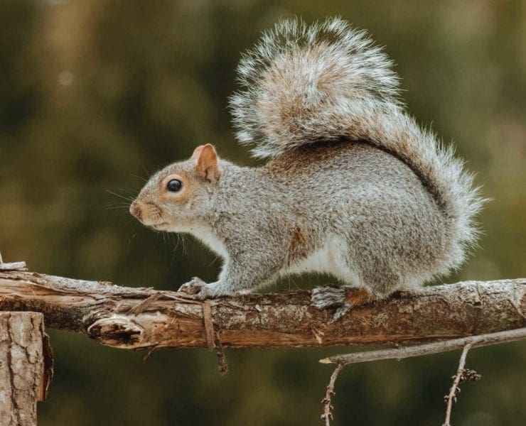 An Eastern gray squirrel runs along a tree limb.