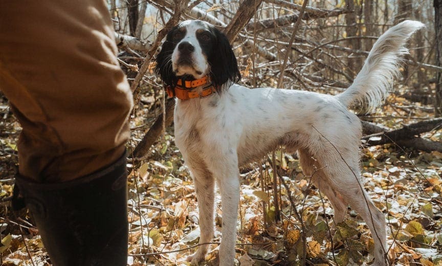 A English Setter hunting ruffed grouse and woodcock. 