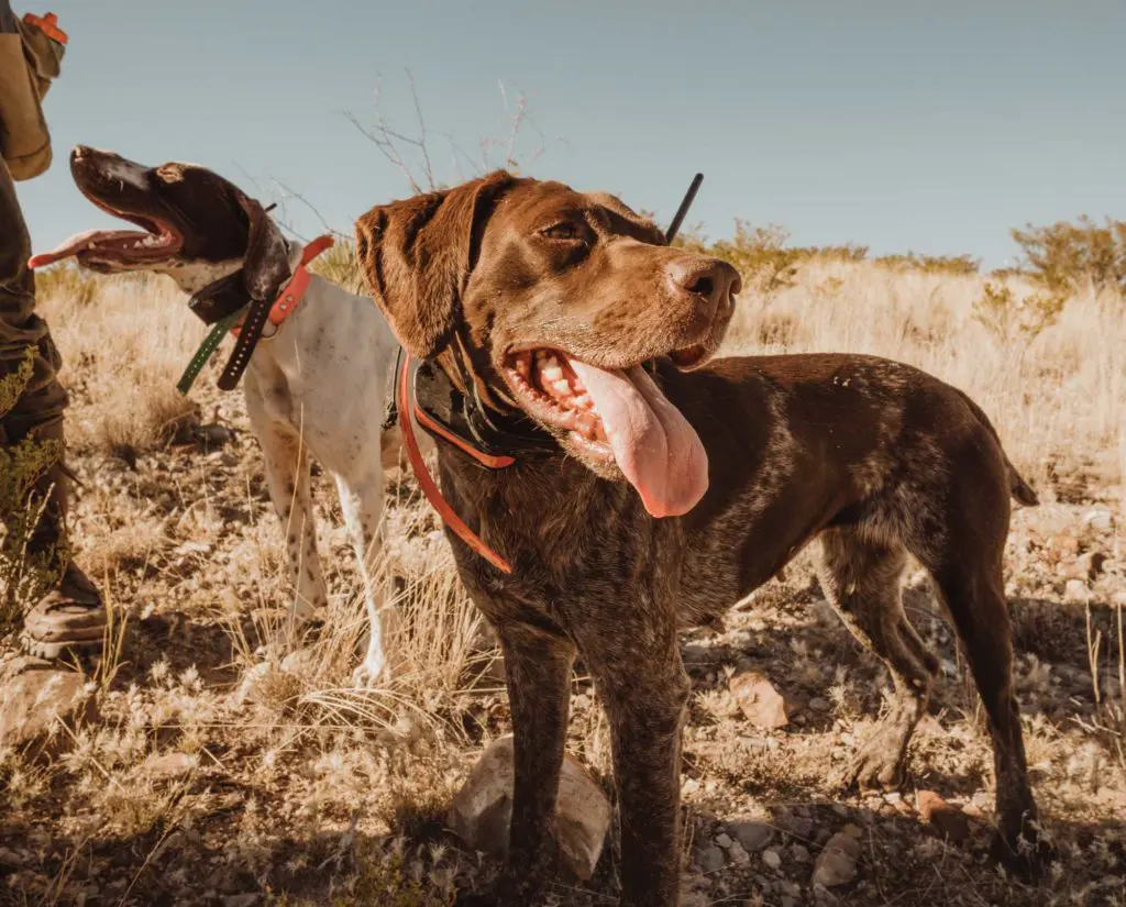 A GSP and a Pointer get water during a hunt.