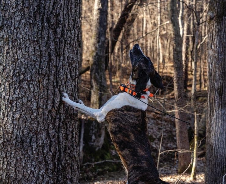 A squirrel dog barks up a tree at a gray squirrel.