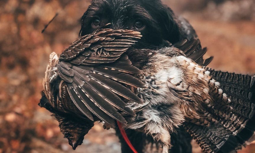 a hunting dog retrieves a ruffed grouse in New Hampshire