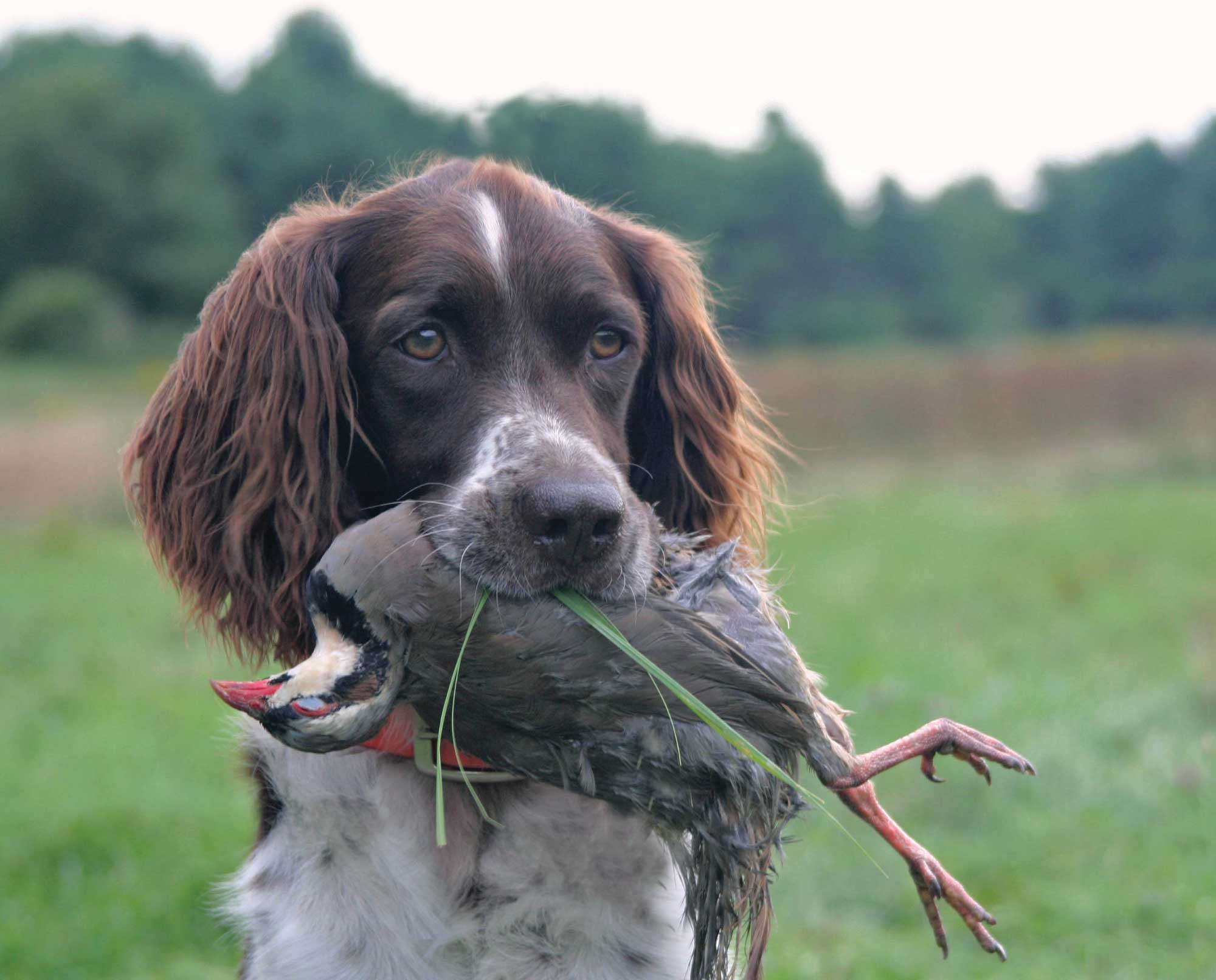 Small Munsterlander - A Bird Hunting Dog Profile - Project Upland