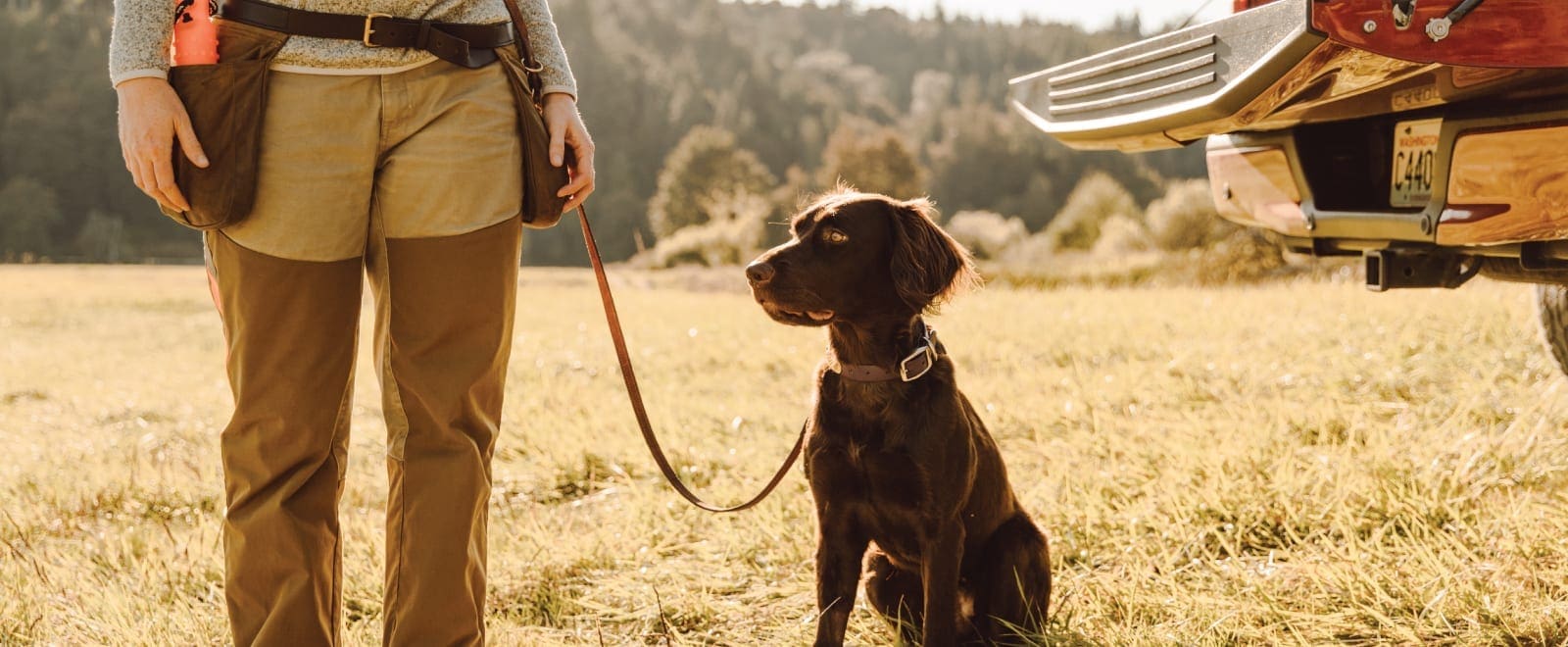 The Reasons to Consider a Versatile Hunting Dog - Project Upland