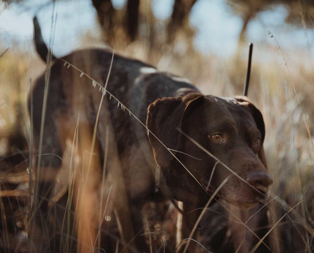 A German shorthaired pointer hunting quail. 