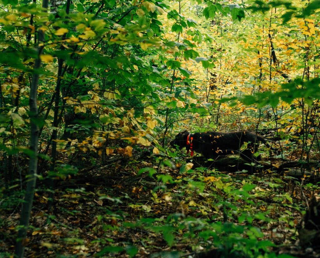 A bird dog points a ruffed grouse. 