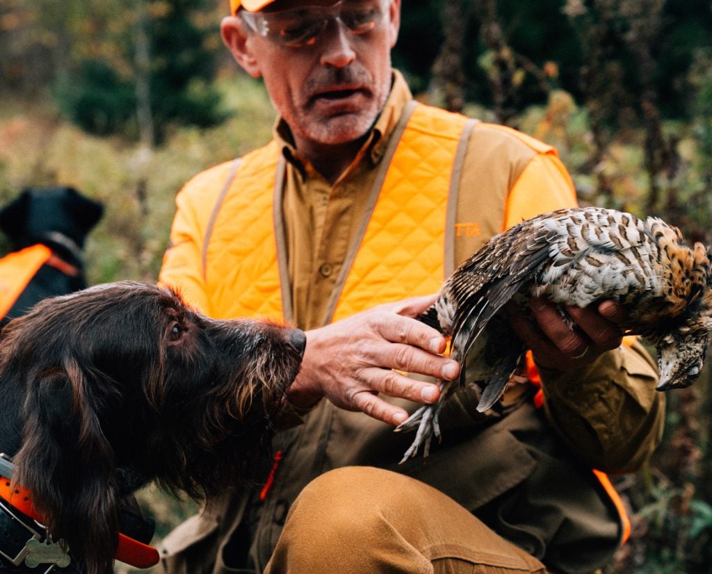 A dog retrieves a ruffed grouse to hand.