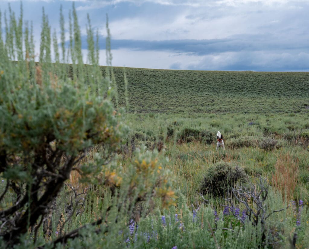 The authors dog on point in sage grouse habitat. 