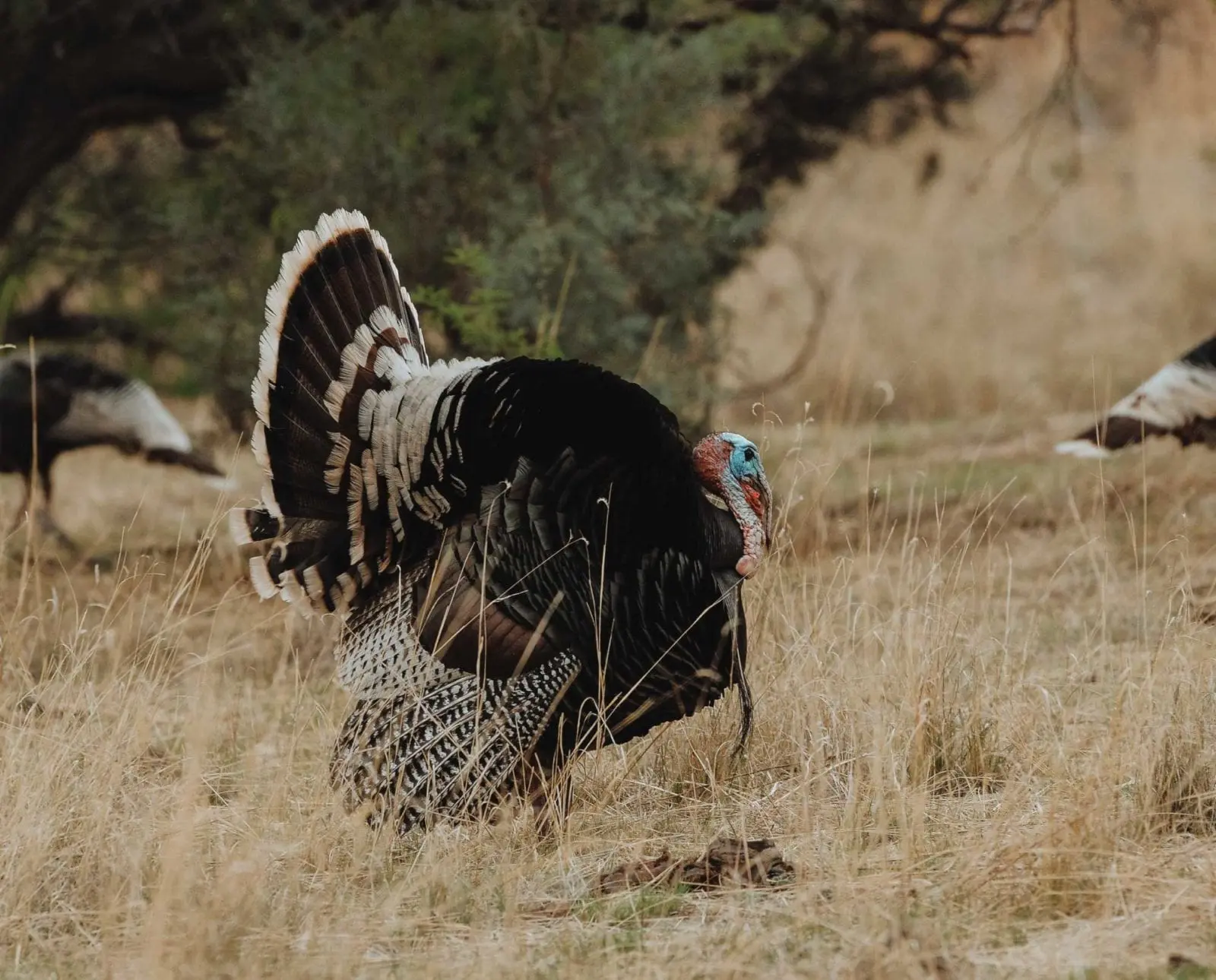 A gould's wild turkey walking in an opening in New Mexico. .