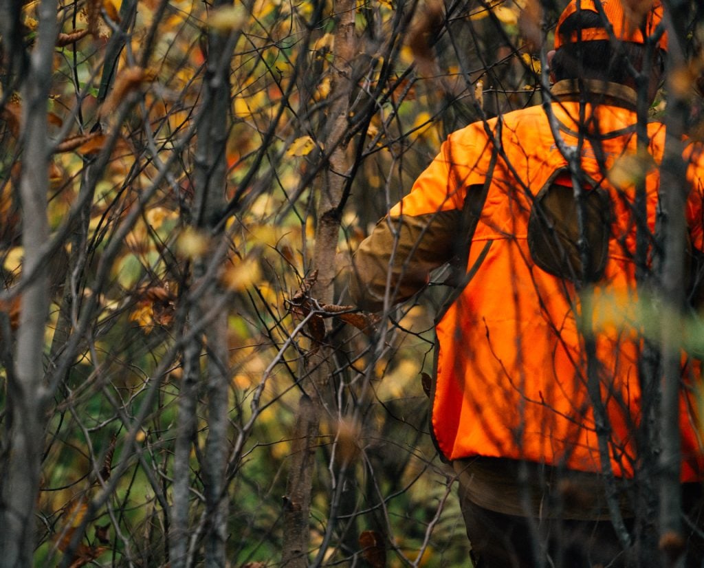 Moving through ruffed grouse cover.
