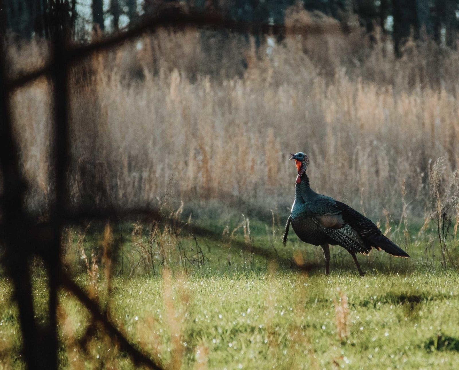 A wild turkey moves silently along the edge of a field.