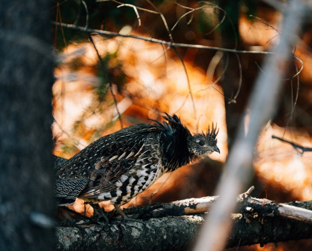 Ruffed grouse walks through thick habitat. 