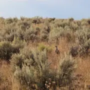 A sage grouse in prime sage grouse habitat.