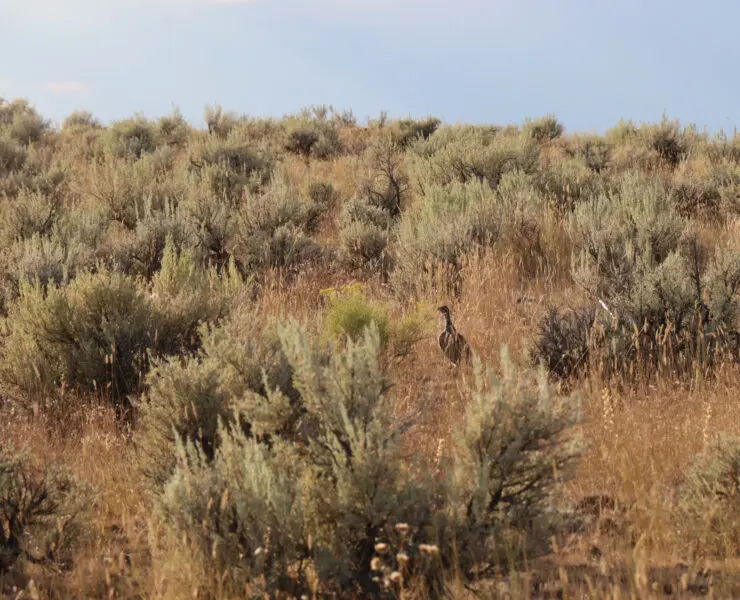 A sage grouse in prime sage grouse habitat.