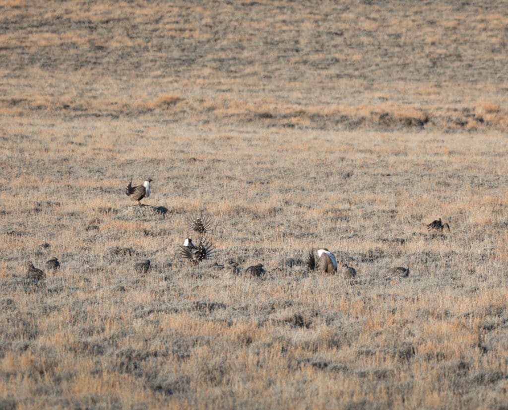 Sage grouse on a lekking site. 